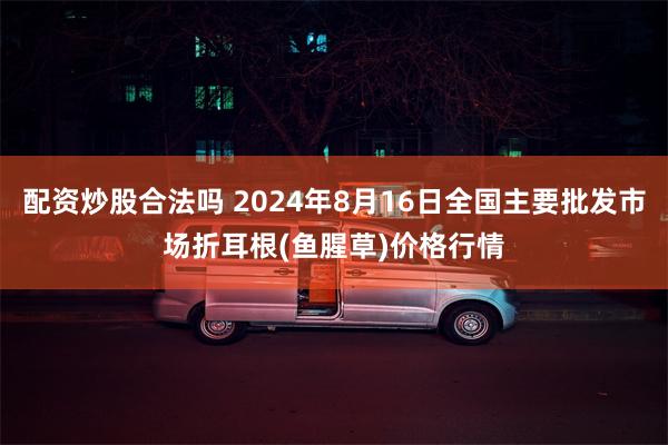 配资炒股合法吗 2024年8月16日全国主要批发市场折耳根(鱼腥草)价格行情